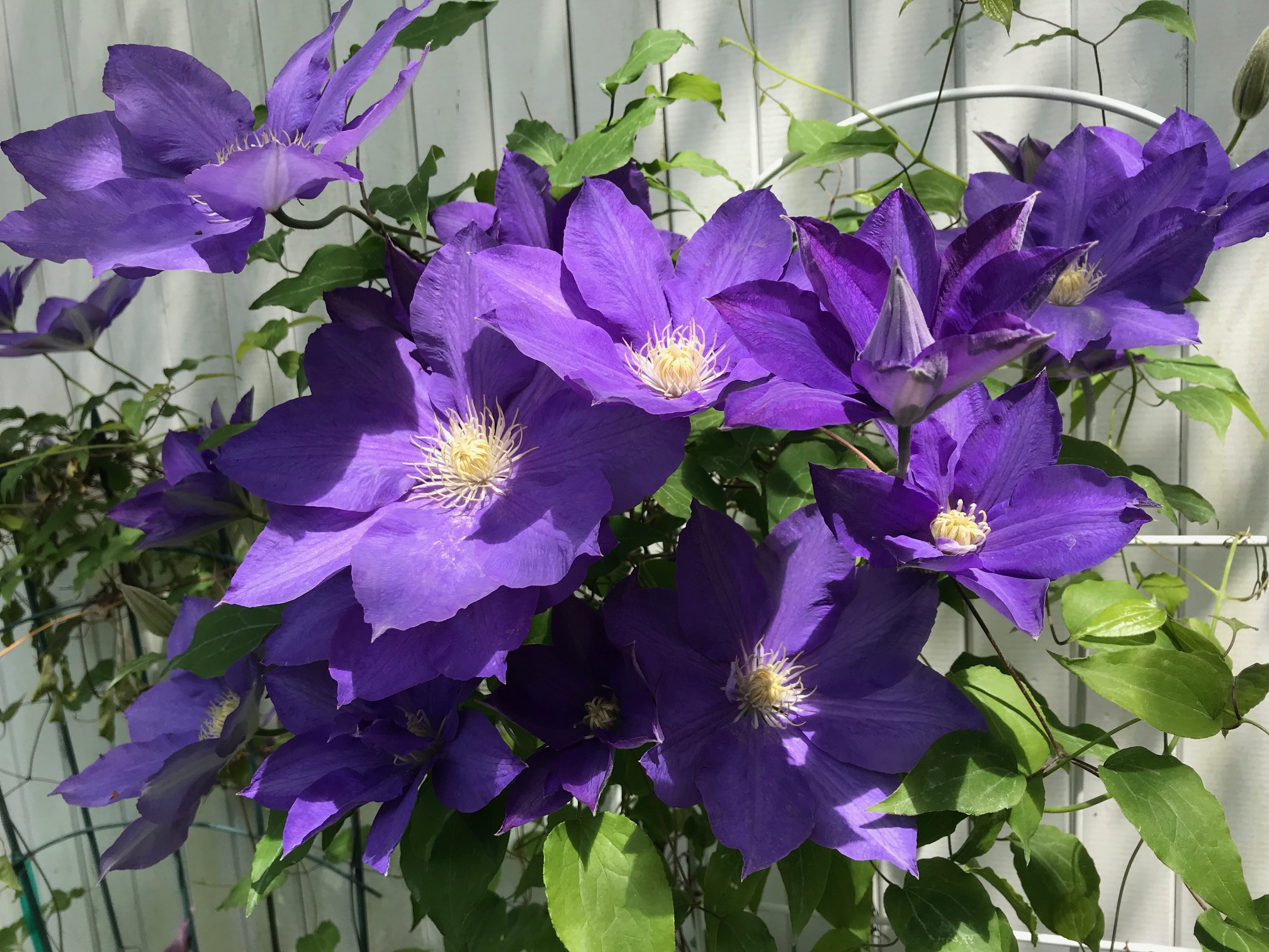 purple clematis blooms, neversaydiebeauty.com