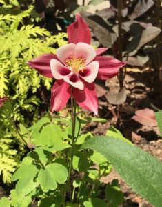 columbine with red and pink flowers, neversaydiebeauty.com