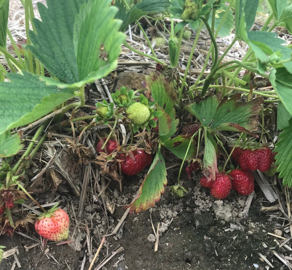 strawberry plants at Marini Farms, neversaydiebeauty.com