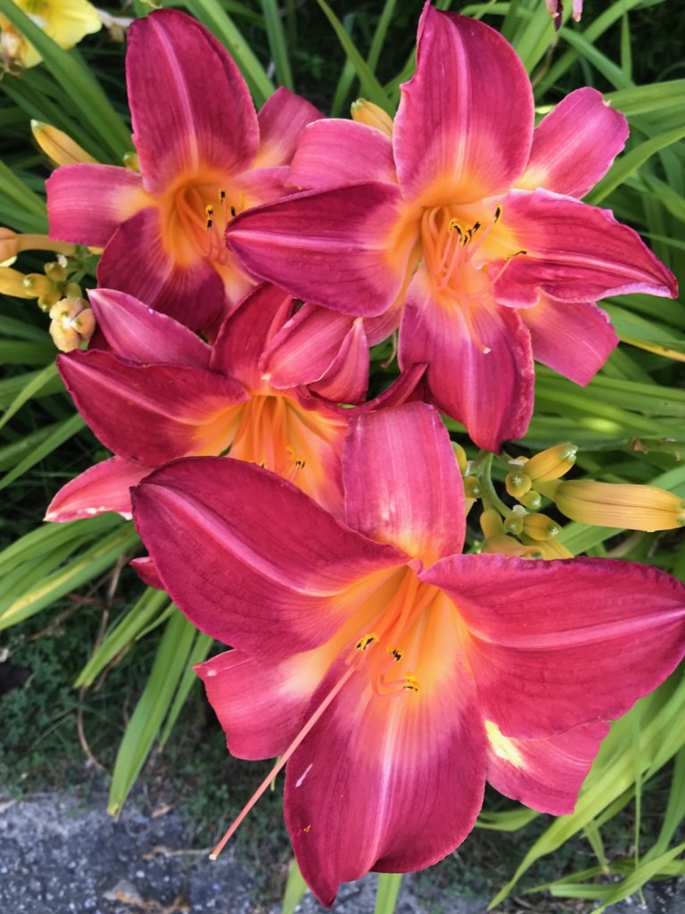 bright red/pink daylilies with orange "eyes" or centers called Cherry Cheeks, neversaydiebeauty.com