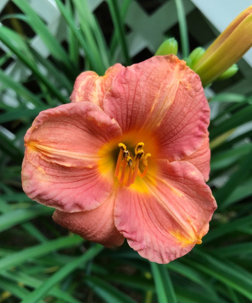 "I Wish" daylily that is a smaller size in shades of peach and peachy pink, neversaydiebeauty.com