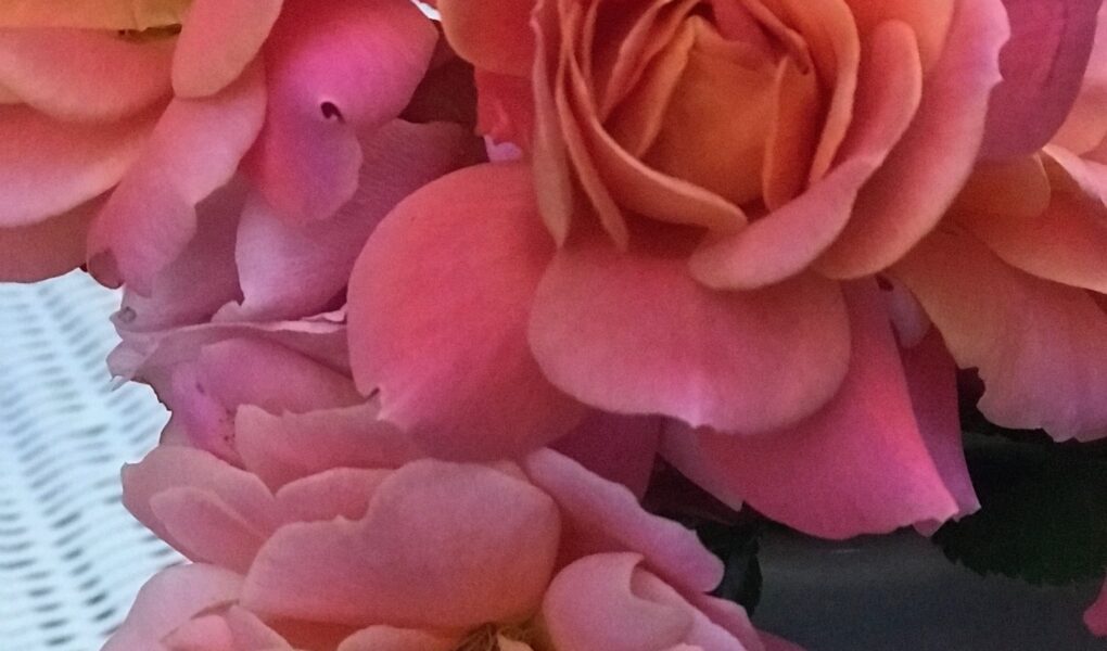 closeup of cut pink and peach roses from my garden, neversaydiebeauty.com