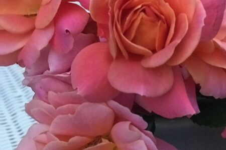 closeup of cut pink and peach roses from my garden, neversaydiebeauty.com