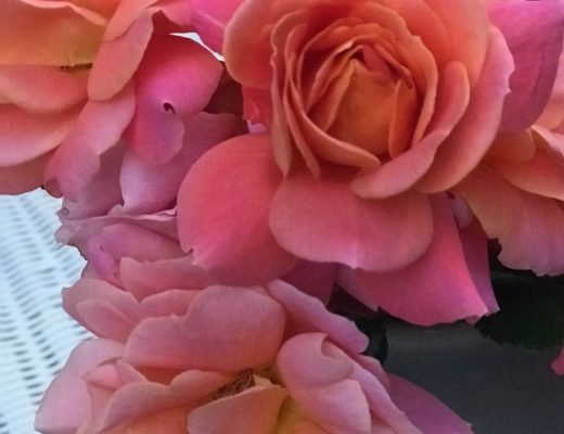 closeup of cut pink and peach roses from my garden, neversaydiebeauty.com