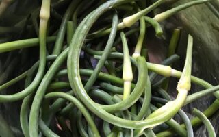 garlic scapes, cleaned and cut in half, neversaydiebeauty.com