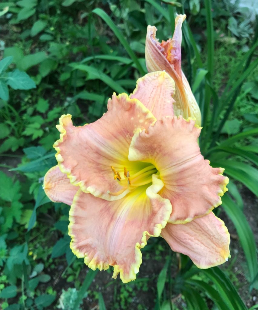 mauve/pink daylily with yellow ruffled petals and yellow eye, neversaydiebeauty.com