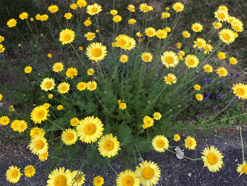 perennial marguerite, a small yellow daisy, neversaydiebeauty.com