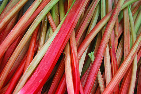 stalks of red rhubarb