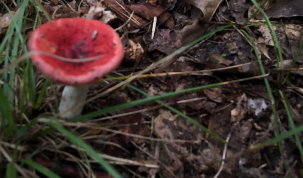 bright red and pink russala mushroom