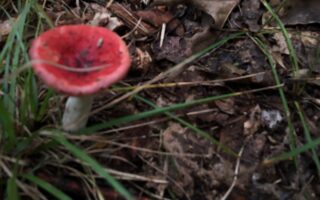 bright red and pink russala mushroom