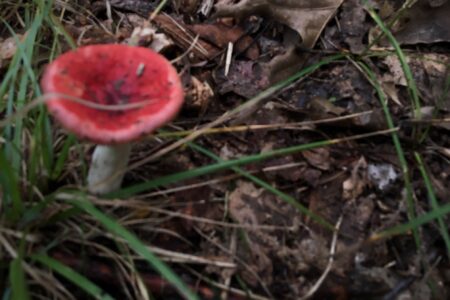 bright red and pink russala mushroom