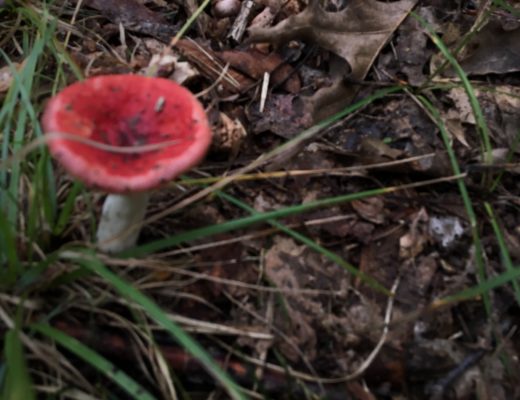 bright red and pink russala mushroom