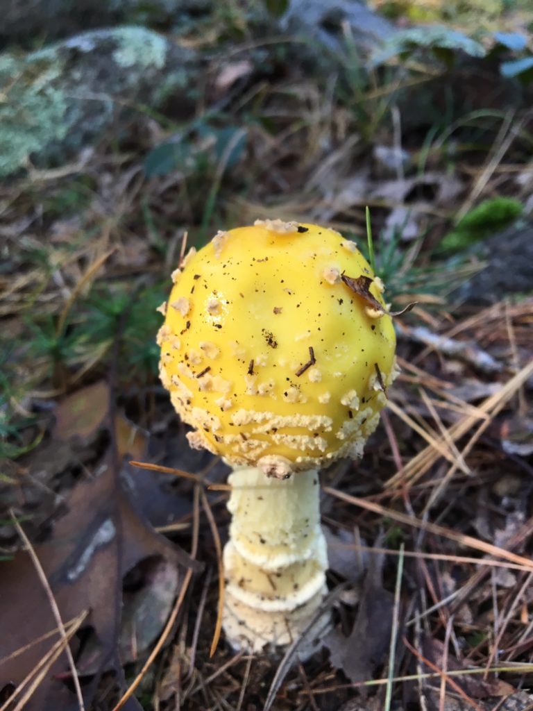 bright yellow mushroom