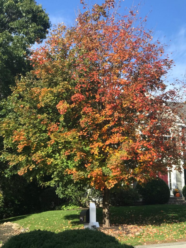 maple tree with leaves beginning to turn color, neversaydiebeauty@com