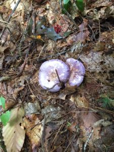 purple mushrooms in the Massachusetts woods