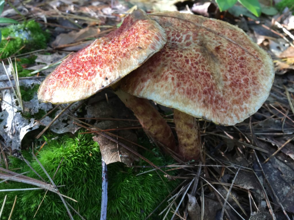 red dotted russala mushroom