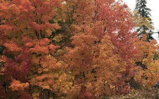 orange and yellow foliage, New England, 2018, neversaydiebeauty.com