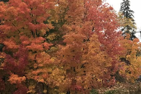 orange and yellow foliage, New England, 2018, neversaydiebeauty.com