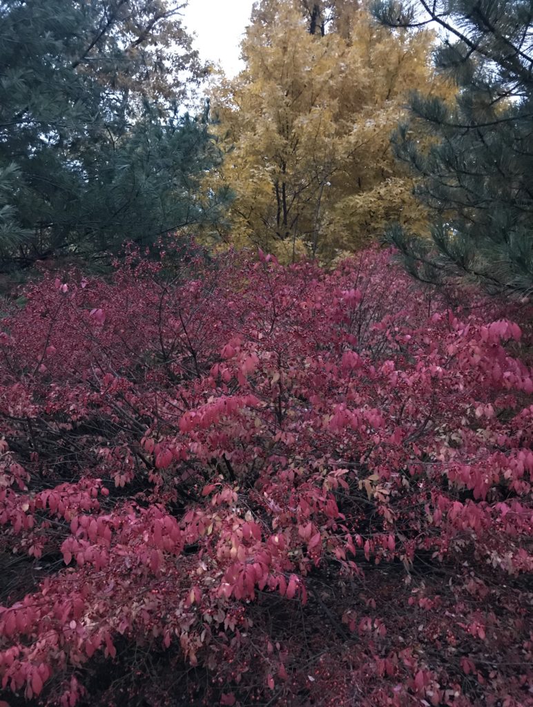 pink and yellow foliage, New England, 2018, neversaydiebeauty.com