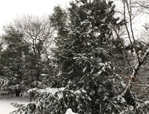 my snowy backyard in February 2019, neversaydiebeauty.com