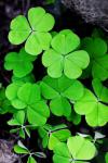 St. Patrick's Day image of green clovers