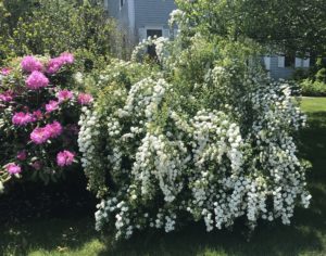 bridal veil and pink rhododendron in bloom