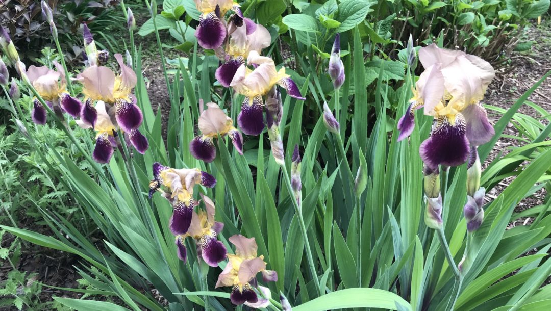 old fashioned irises, brown & purple