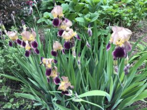 old fashioned irises, brown & purple