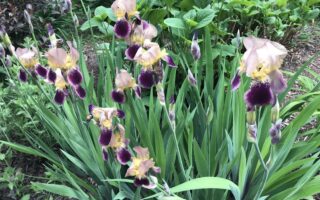 old fashioned irises, brown & purple