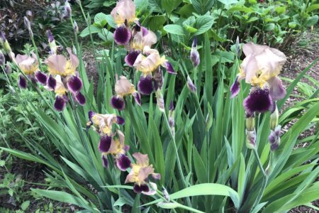 old fashioned irises, brown & purple