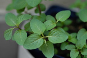 photo of a peppermint plant