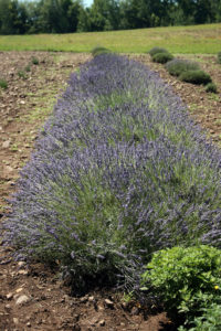 a row of lavender plants growing outdoors