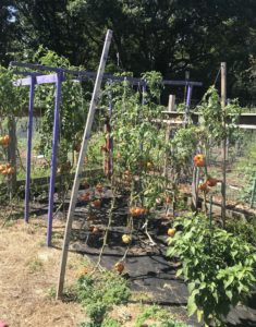 tomatoes growing in Jeff's garden 2019