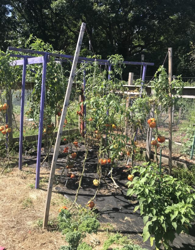 tomatoes growing in Jeff's garden 2019