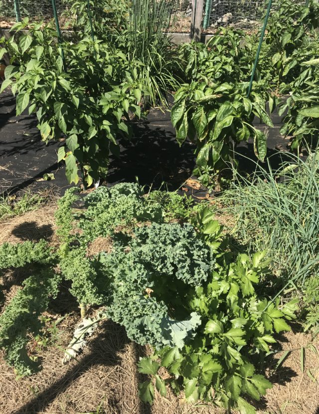 kale and celery plants in Jeff's garden 2019