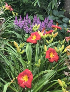 red daylilies and purple astilbe