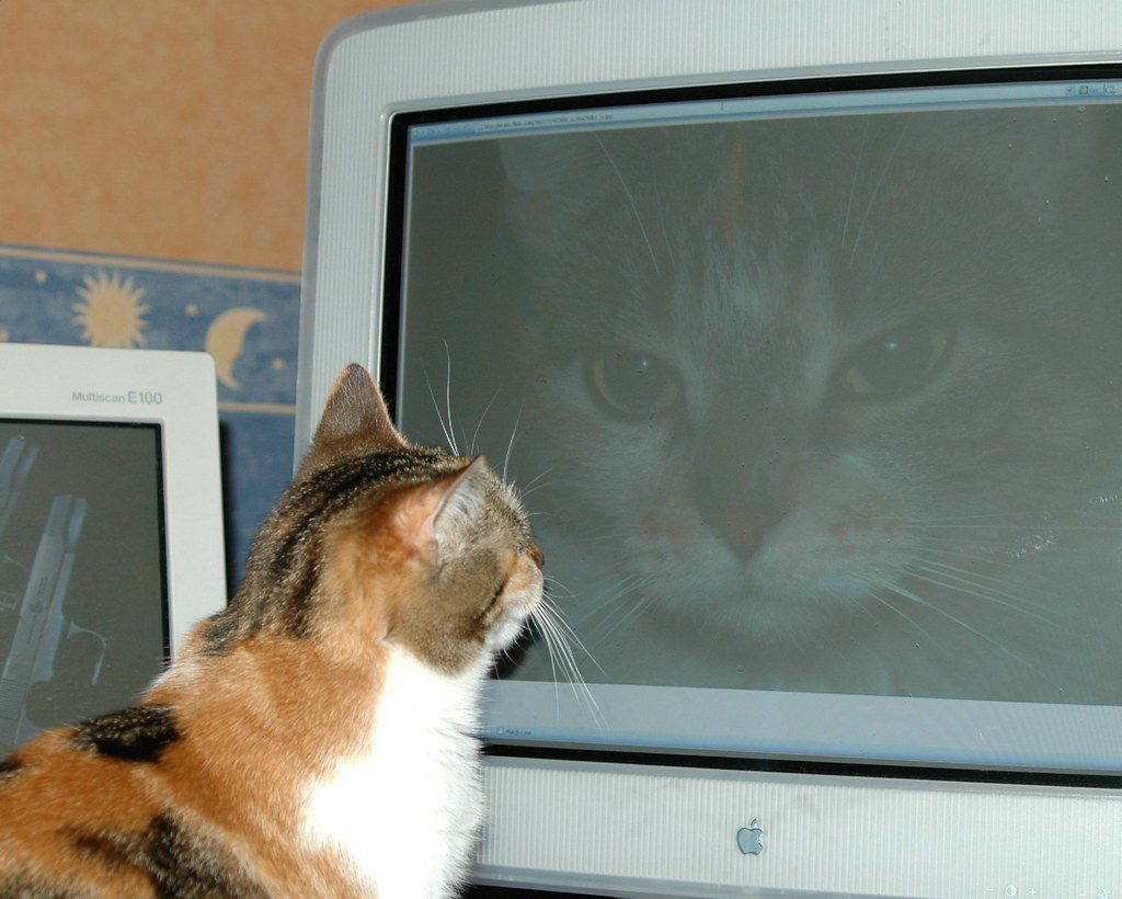cat staring at computer screen