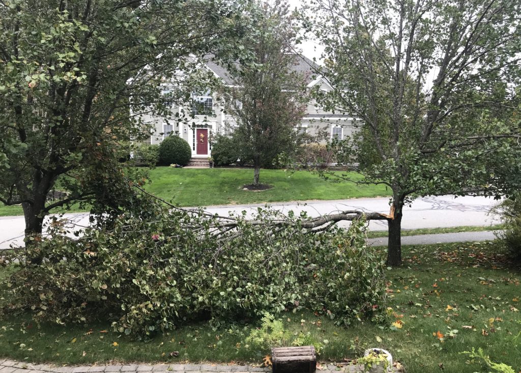 downed limb from my Bradford pear tree