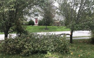 downed limb from my Bradford pear tree