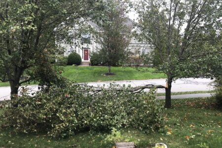 downed limb from my Bradford pear tree