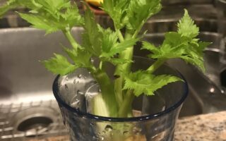 regrowing celery from scraps in a glass of water: 10 days growth