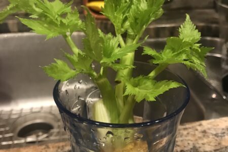 regrowing celery from scraps in a glass of water: 10 days growth