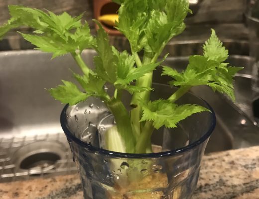 regrowing celery from scraps in a glass of water: 10 days growth