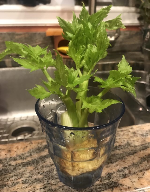 regrowing celery from scraps in a glass of water: 10 days growth