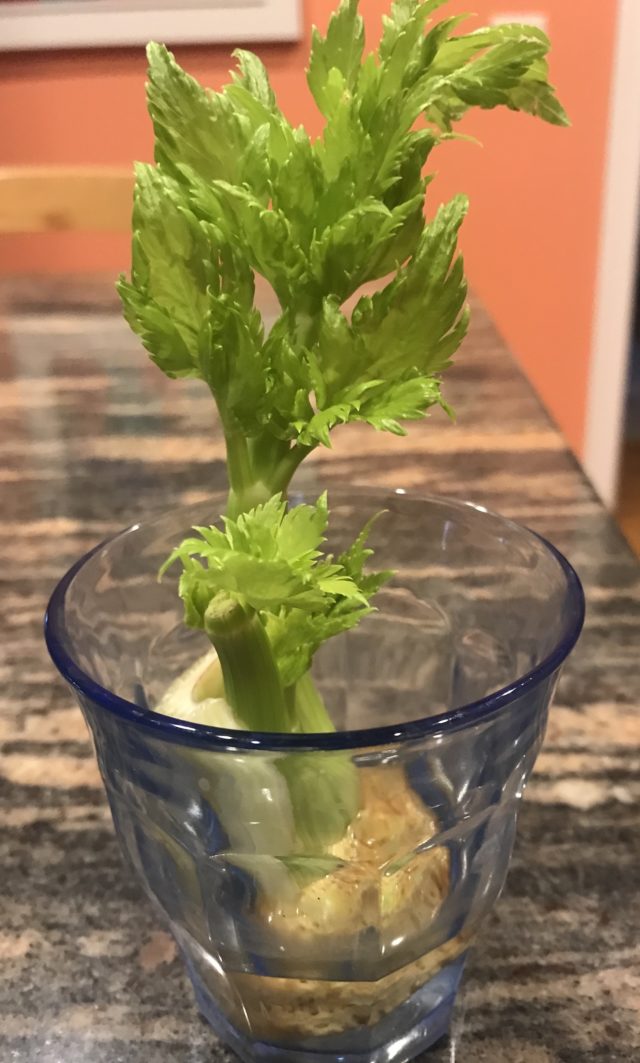 about 3 days growth: celery grown in a glass of water from a celery scrap