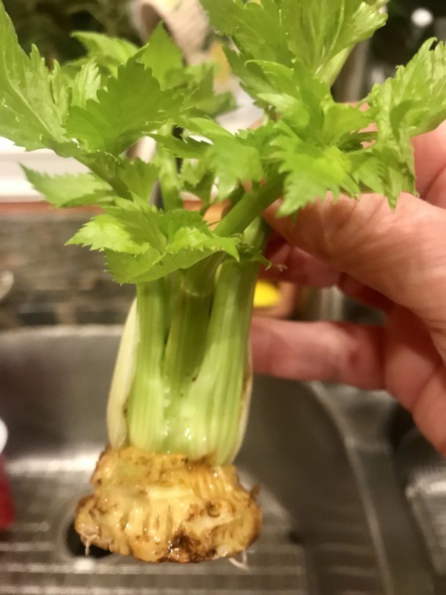 root growth on celery regrown from a scrap