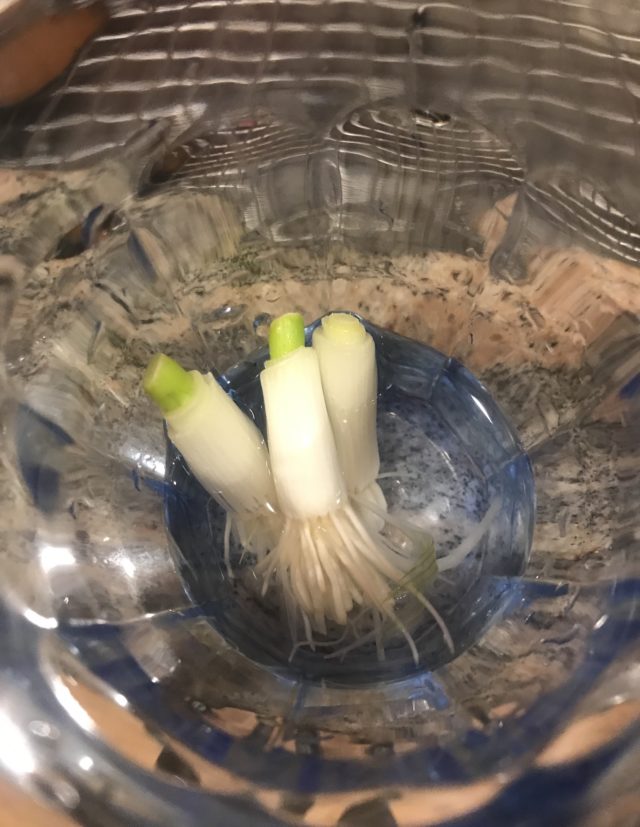 scraps of 3 scallions growing in a glass of water