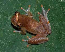 small red-brown-green frog